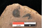 Foto (Detailsansicht) von Quercus palaeoilex Ettingshausen (NHMW-GEO-2024-0188-0969)